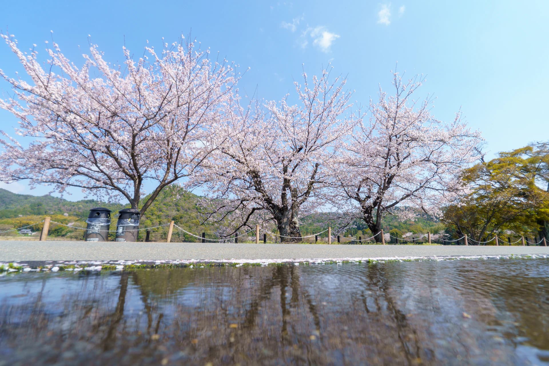 Hanami — Wiosenna Japonia w Kwiatach